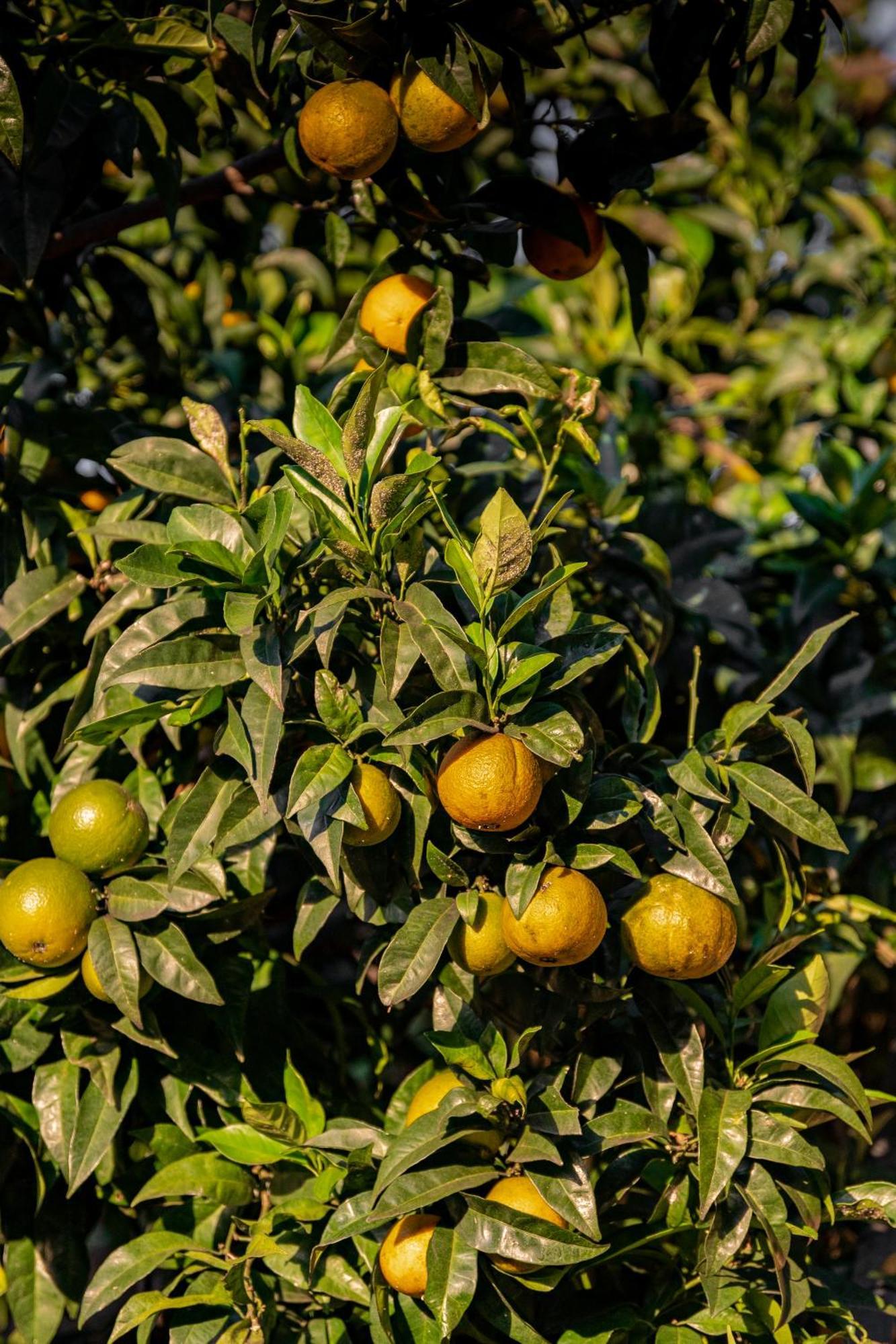 Tenuta Zamparina Montignoso Esterno foto